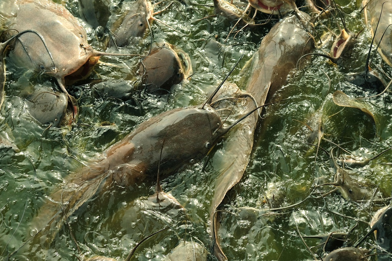 Catfish